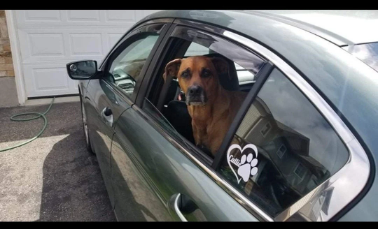 Pet Decal